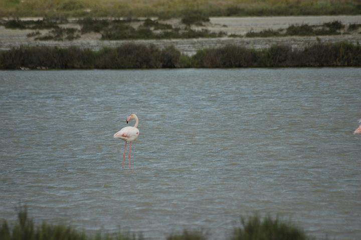 camargue (2)